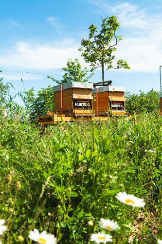 HUBTEX Bienenkasten