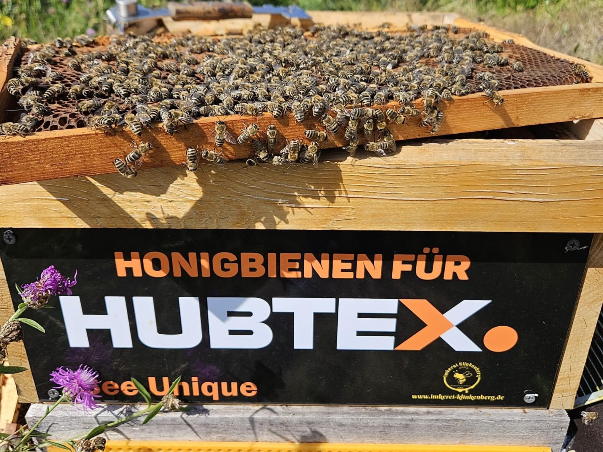 Honigbienen für HUBTEX