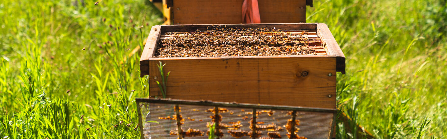 HUBTEX Bienen 
